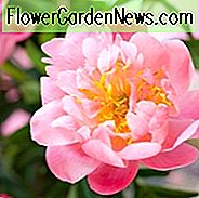 Paeonia 'Show Girl', Pfingstrose 'Show Girl', 'Show Girl' Pfingstrose, rosa Pfingstrosen, rosa Blüten, duftenden Pfingstrosen