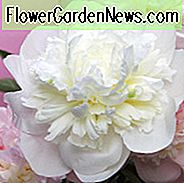 Paeonia 'Duchesse de Nemours', Pfingstrose 'Duchesse de Nemours', 'Duchesse de Nemours' Pfingstrose, Chinesische Pfingstrose 'Duchesse de Nemours', Gemeine Gartenpfingstrose 'Duchesse de Nemours', Weiße Pfingstrosen, Weiße Blüten, Duftende Pfingstrosen