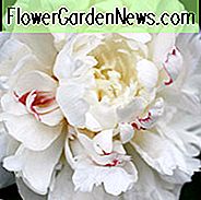 Paeonia 'Festiva Maxima', Pfingstrose 'Festiva Maxima', 'Festiva Maxima' Pfingstrose, Chinesische Pfingstrose 'Festiva Maxima', Gewöhnliche Garten Pfingstrose 'Festiva Maxima', Weiße Pfingstrosen, Weiße Blüten, Duftende Pfingstrosen