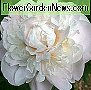 Paeonia Lactiflora 'Gardenia', Pfingstrose 'Gardenia', 'Gardenia' Pfingstrose, chinesische Pfingstrose 'Gardenia', gemeinsame Garten Pfingstrose 'Gardenia', weiße Pfingstrosen, weiße Blüten, duftende Pfingstrosen