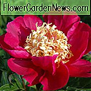 Paeonia Lactiflora 'Karen Grau', Pfingstrose 'Karen Gray', 'Karen Gray' Pfingstrose, Chinesische Pfingstrose 'Karen Gray', Gemeine Garten Pfingstrose 'Karen Gray', Rote Pfingstrosen, Rote Blüten, Duftende Pfingstrosen