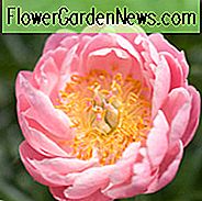 Paeonia 'Abalone Pearl', Pfingstrose 'Abalone Pearl', 'Abalone Pearl' Pfingstrose, rosa Blüten, rosa Pfingstrosen, Korallenblüten, Korallen Pfingstrosen