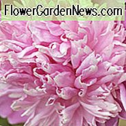 Paeonia Lactiflora 'Monsieur Jules Elie', Pfingstrose 'Monsieur Jules Elie', 'Monsieur Jules Elie' Pfingstrose, Chinesische Pfingstrose 'Monsieur Jules Elie', Gartenpäonie 'Monsieur Jules Elie', rosa Pfingstrosen, rosa Blüten, rosa Pfingstrosen, duftende Pfingstrosen