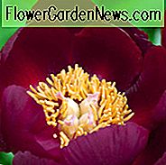 Paeonia 'Schokoladensoldat', Pfingstrose 'Schokoladensoldat', 'Schokoladensoldat' Pfingstrose, Rote Pfingstrosen, Rote Blumen