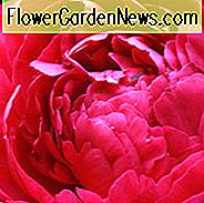 Paeonia 'Kansas', Pfingstrose 'Kansas', 'Kansas' Pfingstrose, Chinesische Pfingstrose 'Kansas', Gewöhnliche Gartenpäonie 'Kansas', Rote Pfingstrosen, Rote Blüten, Rote Pfingstrosen
