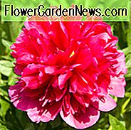 Paeonia 'viele glückliche Rückkehr', Pfingstrose 'viele glückliche Rückkehr', 'viele glückliche Rückkehr Pfingstrose, rote Pfingstrosen, rote Blumen, duftende Pfingstrosen