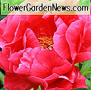 Paeonia 'Paula Fay', Pfingstrose 'Paula Fay', 'Paula Fay' Pfingstrose, rosa Pfingstrosen, rosa Blüten, duftende Pfingstrosen
