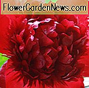 Paeonia 'Red Charm', Pfingstrose 'Red Charm', 'Rote Charm Pfingstrose, Rote Pfingstrosen, Rote Blumen, Duftende Pfingstrosen