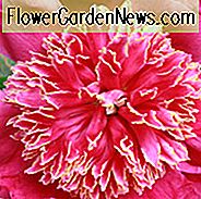 Paeonia 'Roter Kaiser', Pfingstrose 'Roter Kaiser', 'Roter Kaiser' Pfingstrose, Rote Pfingstrosen, Rote Blumen