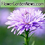 Aster Novi-Belgii 'Ada Ballard', New York Aster 'Ada Ballard', Michaelis Daisy 'Ada Ballard', Symphyotrichum novi-belgii 'Ada Ballard', Lavendel Aster, Blaue Aster, LangblÀttrige Aster 'Ada Ballard'