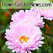 Aster Novi-Belgii 'Chatterbox', New York Aster 'Chatterbox', Michaelis Daisy 'Chatterbox', Symphyotrichum novi-belgii 'Chatterbox', Doppelaster, rosa Aster, LangblÀttriger Aster 'Chatterbox'