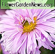 Aster Novi-Belgii 'Fellowship', New Yorker Aster 'Fellowship', Michaelis Daisy 'Fellowship', Symphyotrichum novi-belgii 'Fellowship', Doppelter Aster, Rosa Aster, LangblÀttriges Aster 'Fellowship'