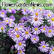 Aster Novi-Belgii 'Professor Anton Kippenberg', New York Aster 'Professor Anton Kippenberg', Michaelis Daisy 'Professor Anton Kippenberg', Symphyotrichum novi-belgii 'Professor Anton Kippenberg', Doppelaster, Blaue Aster, LangblÀttrige Aster 'Chatterbox'