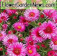 Aster Novi-Belgii 'Royal Ruby', New York Aster 'Royal Ruby', Michaelis Daisy 'Royal Ruby', Symphyotrichum novi-belgii 'Royal Ruby', rosa Aster, rote Aster, LangblÀttrige Aster 'Royal Ruby'