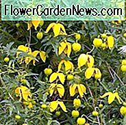 Clematis, Clematis Orientalis, Clematis der Gruppe 3, Gelbe Clematis, Clematis tangutica, Clematis tibetana, Krankheitsresistente Clematis, Lang blühende Clematis,