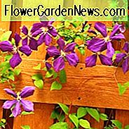 Blühende Jahreszeit der Clematis, Clematisblütenjahreszeit, blühende Jahreszeit der Clematis, Clematisblütenzeit, Clematisskalender, Clematisblütenzeit