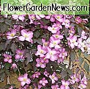 Clematis Freda, Montana Clematis, rosa Clematis, Gruppe 1 Clematis, duftende Clematis, duftende Clematis, Clematis montana Freda, Krankheitsresistente Clematis