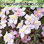 Clematis montana var. Rubens 'Mayleen', Clematis 'Mayleen', Clematis montana 'Mayleen', Gruppe 1 Clematis, duftende Clematis, duftende Clematis, Clematis montana Rubens, rosa Clematis, Krankheitsresistente Clematis