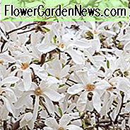 Magnolia salicifolia 'Wadas Gedächtnis', Anis Magnolia 'Wadas Gedächtnis', Weidenblättrige Magnolie 'Wadas Gedächtnis', Weidenblättrige Magnolie 'Wadas Gedächtnis', Magnolien x Kewensis 'Wadas Gedächtnis', Weiße Magnolie, Winterblumen, Frühlingsblumen, Weiß Blumen, duftende Bäume, duftende Blumen