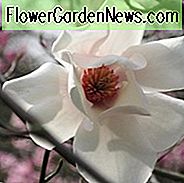 Magnolia salicifolia, Anis Magnolia, Weidenblättrige Magnolie, Weidenblättrige Magnolie, Weiße Magnolie, Winterblüten, Frühlingsblumen, Weiße Blüten, duftende Bäume, duftende Blüten