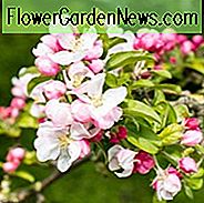 Malus 'Donald Wyman', Crabapple 'Donald Wyman', Krabbenapfel 'Donald Wyman', Duftender Baum, rote Früchte, rote Beeren, Winterfrüchte, weiße Blüten