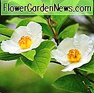 Stewartia pseudocamellia, laubwechselnde Kamelie, japanischer Stewartia, laubwechselnder Stewartia, Pelling Barke, abblätternde Barke, weiße Blumen, Fallfarbe, rote Blätter