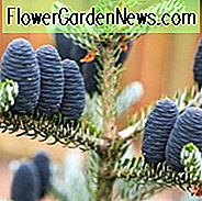 Abies koreana, koreanische Tanne, immergrüner Nadelbaum, immergrüner Strauch, immergrüner Baum