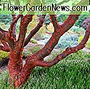 Acer griseum, Paperbark Ahorn, Acer nikoense (Miq.) Maxim. var. griseum Franch, Baum mit Herbstfarbe, Herbstfarbe, Attraktive Rinde Baum, Peeling Rinde