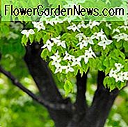 Cornus kousa, Kousa Hartriegel, Japanischer Hartriegel, Laubgehölze, Laub, Herbstfarbe, Winterfarbe, Strauch mit Beeren, Blütenbaum, rote Früchte