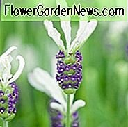 Lavandula Stoechas 'Ballerina' Lavender 'Ballerina' จาก Lavender 'Ballerina' ของสเปน Lavender 'Ballerina' ลาเวนเดอร์สีขาวพืชทนแล้งบุปผาฤดูร้อนพืชทนกวาง
