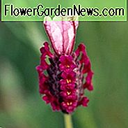 Lavandula Stoechas 'Kew Red' ลาเวนเดอร์ฝรั่งเศส 'Kew Red' ลาเวนเดอร์สแปนิชลาเวนเดอร์ 'Kew Red' ลาเวนเดอร์ผีเสื้อ 'Kew Red' Lavenders สีชมพู Lavenders สีชมพูพืชทนแล้งบุปผาฤดูร้อนพืชทนกวาง