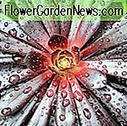 Aeonium Zwartkop, Aeonium 'Black Rose', Purple Crest Aeonium, Aeonium 'Blacktop', Aeonium 'Black Beauty', 'Black Tree' Aeonium, Aeonium Schwartzkopf, Aeonium atropurpureum, Black Aeonium, Black Succulent