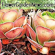 Aeonium canariense, Islas Canarias, Aeonium, Giant Velvet Rose, Tree Aeonium, Mint Saucer, Gallina y polluelos Aeonium