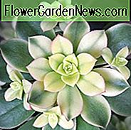 Aeonium haworthii 'Kiwi', Aeonium 'Kiwi', suculento, Aeonium, Aeonium decorum 'Kiwi'