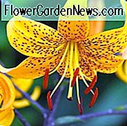 Lilium Leichtlinii, Leichtlins 'Lily, สายพันธุ์และพันธุ์ของกลุ่มสปีชีส์, ดอกออกดอกในฤดูร้อน, ดอกเหลือง, ดอกลิลี่, ดอกลิลี่