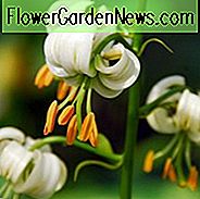 Lily Martagon Album, Lilium Martagon Album, ดอกลิลลี่หมวกเติร์ก, Martagon Hybrids Group, ดอกออกดอกในฤดูร้อน, ดอกลิลลี่ต้นดอกบัวดอกส่วนดอกร่มเงาส่วนดอก
