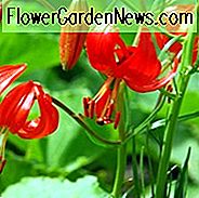 Lilium Pumilum, Lily Lily, Low Lily, ไซบีเรียลิลลี่, ลิปสติก Lily, Coral Lily ไซบีเรีย, ทอม Thumb ลิลลี่, ลิลลี่ Coral, ลิลลี่ต่ำ, ไซบีเรียลิลลี่, ดอกลิลลี่ป่า, ดอกลิลลี่โลลีส, ลิลลี่สีแดง, ดอกไม้ดอกลิลลี่ดอกไม้ดอกลิลลี่