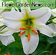 Lilium Regale 'Album', Lily Regale 'Album', Regal Lily 'Album', อัลบั้มของ King Lily 'Royal Lily' Album, Summer Bulb, White Lilies, ลิลลี่ลิลลี่, ลิลลี่ทรัมเป็ต, ดอกไม้ Lily, Lily Flowers
