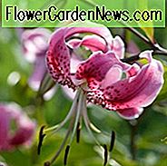 Lilium Speciosum, Rubium Lilium Speciosum, ลิลลี่ญี่ปุ่น, ลิลลี่ฉูดฉาด, ดอกลิลี่ญี่ปุ่นสีแดง, ดอกลิลลี่สีชมพู, ดอกลิลี่หอม, ดอกลิลี่, ดอกลิลี่