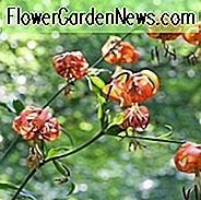 Lilium Superbum, Swamp Lily, หมวกชาวอเมริกันของเติร์ก, ดอกลิลลี่หมวกแก๊กของชาวเติร์ก, ดอกออกดอกในช่วงฤดูร้อน, ดอกลิลลี่ต้นดอกบัวดอกลิลลี่สีส้มดอกลิลลี่บางส่วน