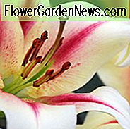 ลิลลี่หอม, ลิลลี่ที่มีกลิ่นหอมมากที่สุด, ลิลลี่สำหรับตัด, Orienpet Lilies