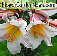 Lilium 'Regale', ดอกลิลลี่ 'Regale', ลิลลี่ลิลลี่, ลิลลี่ของพระบาทสมเด็จพระเจ้าอยู่หัว, ลิลลี่ลิลลี่, หลอดไฟฤดูร้อน, ลิลลี่ขาว, ดอกลิลลี่ลิลลี่, ลิลลี่ทรัมเป็ต, ดอกลิลลี่, ดอกไม้ลิลลี่