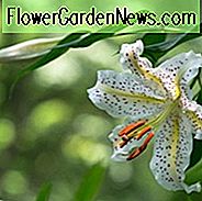 Lilium Auratum, Golden-Rayed Lily, Lily ทองวงแหวน, Summer Bulb, White Lilies, Lilies ลิลลี่, ลิลลี่ทรัมเป็ต, ดอกไม้ Lily, ดอกไม้ Lily
