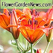 Lilium Bulbiferum, ดอกส้มสีม่วง, ดอกลิลลี่ชนิดต่างๆ, ดอกออกดอกในฤดูร้อน, ดอกลิลี่ดอก, ลิลลี่สีส้ม, ลิลลี่ไฟลิลลี่, Lilium aurantiacum, Lilium croceum