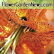 ลิลลี่เฮนรี่, Lilium Henryi, Tiger Lily, ดอกออกดอกในฤดูร้อน, ดอกไม้สีส้ม, ดอกลิลลี่บางส่วน, หลอดไฟดอกส่วนหนึ่ง