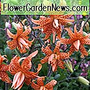 Lilium Lancifolium 'Flore Pleno, ดอกลิลลี่เสือคู่, Lilium Tigrinum' Flore Pleno ', ดอกลิลลี่ปีศาจสองสายพันธุ์และพันธุ์ของกลุ่มสปีชีส์, ดอกออกดอกในช่วงฤดูร้อน, ดอกส้ม, ดอกลิลี่, ดอกลิลี่
