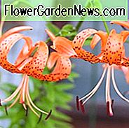 Lilium Lancifolium 'Splendens', ไทเกอร์ลิลลี่, Lance-Leaved Lily, Lilium Tigrinum 'Splendens', Lilium Tigrinum subsp Splendens, ดอกลิลิเธียม Lancifolium var. Splendens, สปีชี่ลิลลี่, ดอกลิลลี่สีส้ม