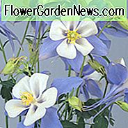 Aquilegia Singvogel 'Blue Bird', Akelei Singvogel 'Blue Bird', Oma Bonnet Singvogel 'Blue Bird', Aquilegia Hybrida Singvogel 'Blue Bird', blaue Aquilegia, Bicolor Aquilegia, Aquilegia Singvogel Serie