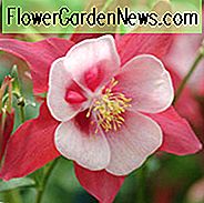 Aquilegia Singvogel 'Cardinal', Akelei Singvogel 'Cardinal', Oma Bonnet Singvogel 'Kardinal', Aquilegia hybrida Singvogel 'Cardinal', rote Aquilegia, Bicolor Aquilegia, Aquilegia Singvogel Serie