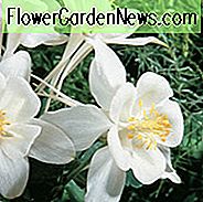 Aquilegia Singvogel 'Dove', Akelei Songbird 'Dove', Oma's Bonnet Singvogel 'Dove', Aquilegia Hybrida Singvogel 'Dove', weiße Aquilegia, Aquilegia Singvogel Serie
